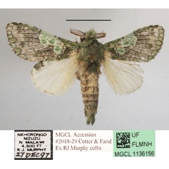 /filer/webapps/moths/media/images/V/venusta_Desmeocraera_A_MGCLa_02.JPG