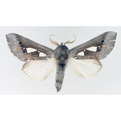 /filer/webapps/moths/media/images/B/bracteata_Antiophlebia_AF_TMSA_01.jpg