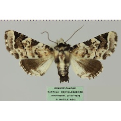 /filer/webapps/moths/media/images/G/galleyi_Eutelia_AF_MNHNa.jpg