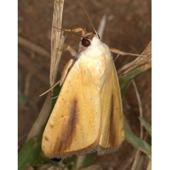 /filer/webapps/moths/media/images/G/graellsii_Pardoxia_A_Heyns_01.jpg