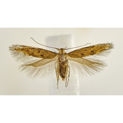 /filer/webapps/moths/media/images/P/promptella_Ephysteris_AF_NHMO.jpg