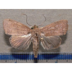 /filer/webapps/moths/media/images/P/phaea_Maurilia_A_Goff_01.jpg