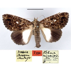 /filer/webapps/moths/media/images/N/niveipicta_Tolna_HT_ZMHB.jpg