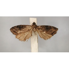 /filer/webapps/moths/media/images/H/hormoterma_Recaraceria_LT_RMCA_01.jpg