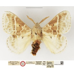 /filer/webapps/moths/media/images/A/aphrasta_Eucraera_HT_NHMUK.jpg