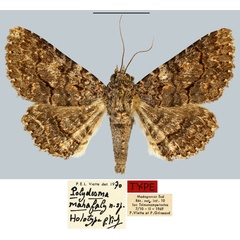 /filer/webapps/moths/media/images/M/mahafaly_Polydesma_HT_MNHN.jpg