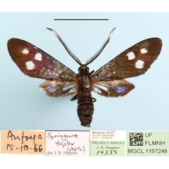 /filer/webapps/moths/media/images/T/triplex_Syringura_A_MGCLa_02.JPG