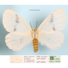 /filer/webapps/moths/media/images/A/alba_Phiala_A_MGCL_01.JPG