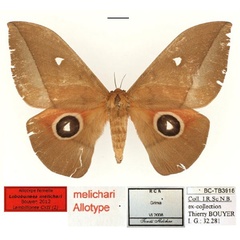 /filer/webapps/moths/media/images/M/melichari_Lobobunaea_AT_RBINS_01.jpg