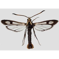 /filer/webapps/moths/media/images/M/mystica_Nesosphecia_HT_SMNS_02.jpg