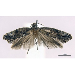 /filer/webapps/moths/media/images/L/lativalvata_Acrolepiopsis_HT_Gaedike.jpg