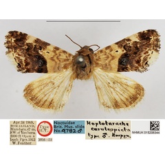 /filer/webapps/moths/media/images/C/caeruleopicta_Hoplotarache_LT_NHMUK.jpg