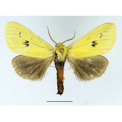 /filer/webapps/moths/media/images/A/anomala_Antheua_AM_Basquin_02.jpg