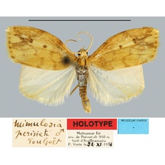 /filer/webapps/moths/media/images/P/perineti_Mimulosia_HT_MNHNa.jpg