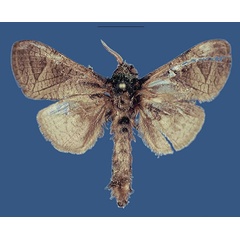 /filer/webapps/moths/media/images/M/mbarikaensis_Shimbania_HT_ZSM.jpg