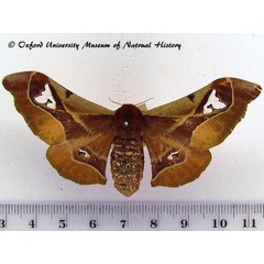 /filer/webapps/moths/media/images/S/smilax_Holocerina_AF_OUMNH_02.jpg