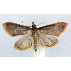 /filer/webapps/moths/media/images/F/flavomarginalis_Anania_AM_Agassiz.jpg