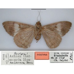 /filer/webapps/moths/media/images/B/basobscura_Achaea_HT_RMCA_02.jpg