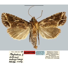 /filer/webapps/moths/media/images/A/andringitrensis_Maghadena_AT_MNHN.jpg