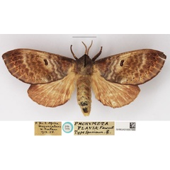 /filer/webapps/moths/media/images/F/flavia_Pachymeta_PLTF_NHMUK_02.jpg