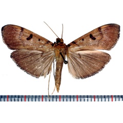 /filer/webapps/moths/media/images/G/glebalis_Syllepte_AM_Poltavsky.jpg