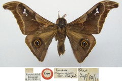 Ludia obscura apora