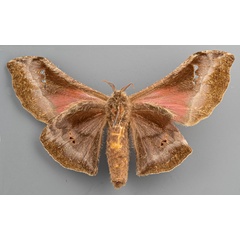 /filer/webapps/moths/media/images/T/tessmanni_Ludia_HT_ZMHBb.jpg