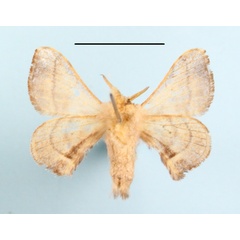 /filer/webapps/moths/media/images/Z/zolotuhini_Racinoa_A_MGCLb_02.JPG