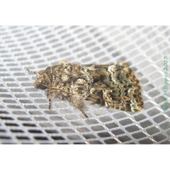 /filer/webapps/moths/media/images/L/latreillei_Callopistria_A_Bippus.jpg