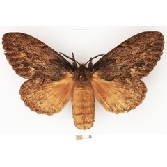 /filer/webapps/moths/media/images/W/wahlbergi_Metajana_AF_NHMUK_01.jpg