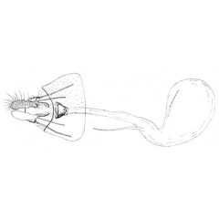 /filer/webapps/moths/media/images/R/regulus_Rubidograptis_GF_ISEA.jpg