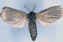 Apisa subargentea