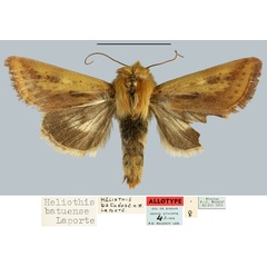 /filer/webapps/moths/media/images/B/batuense_Heliothis_AT_MNHN.jpg