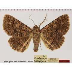 /filer/webapps/moths/media/images/M/mahafaly_Heteropalpia_PTF_MNHN.jpg