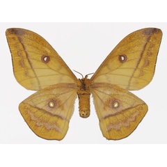 /filer/webapps/moths/media/images/P/petiveri_Gonimbrasia_AF_Basquinb.jpg