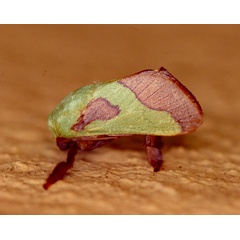 /filer/webapps/moths/media/images/L/latistriga_Latoia_A_Roland_01.jpg