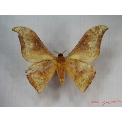 /filer/webapps/moths/media/images/F/falcata_Goodia_A_Albertb_01.jpg