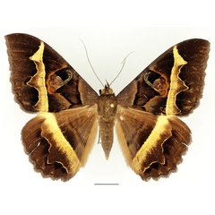 /filer/webapps/moths/media/images/D/disturbans_Cyligramma_AF_Basquin_01.jpg