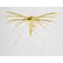 /filer/webapps/moths/media/images/A/albidus_Pterophorus_A_NHMO_02.jpg