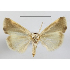 /filer/webapps/moths/media/images/S/semialba_Emmelia_A_MGCLb_01.JPG