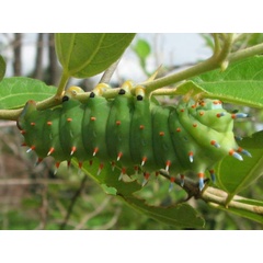 /filer/webapps/moths/media/images/B/bauhiniae_Epiphora_C_Goff_01.jpg