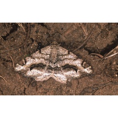 /filer/webapps/moths/media/images/I/interrupta_Chiasmia_A_Roland_01.jpg