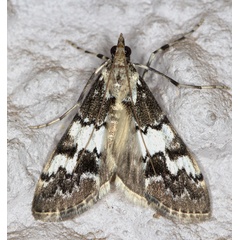 /filer/webapps/moths/media/images/M/mesoleucalis_Paschiodes_A_Heyns_01.jpg