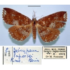 /filer/webapps/moths/media/images/L/laportei_Deinypena_PT_MSNM.jpg