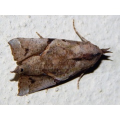 /filer/webapps/moths/media/images/P/pelopsalis_Meliaba_A_Grobler.jpg