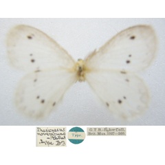 /filer/webapps/moths/media/images/N/novempunctatus_Phasicnecus_HT_NHMUKa.jpg