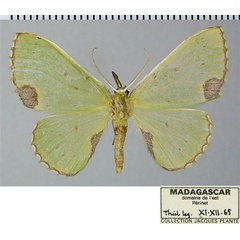 /filer/webapps/moths/media/images/P/perileuca_Blechroneromia_AF_ZSM.jpg