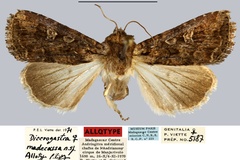 Dicerogastra madecassa