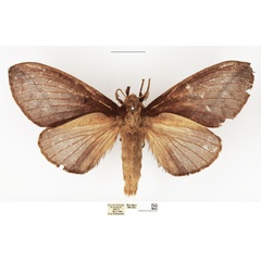 /filer/webapps/moths/media/images/G/guineanum_Streblote_AF_NHMUK.jpg