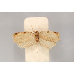 /filer/webapps/moths/media/images/H/hylaeana_Meridemis_AT_RMCA_01.jpg